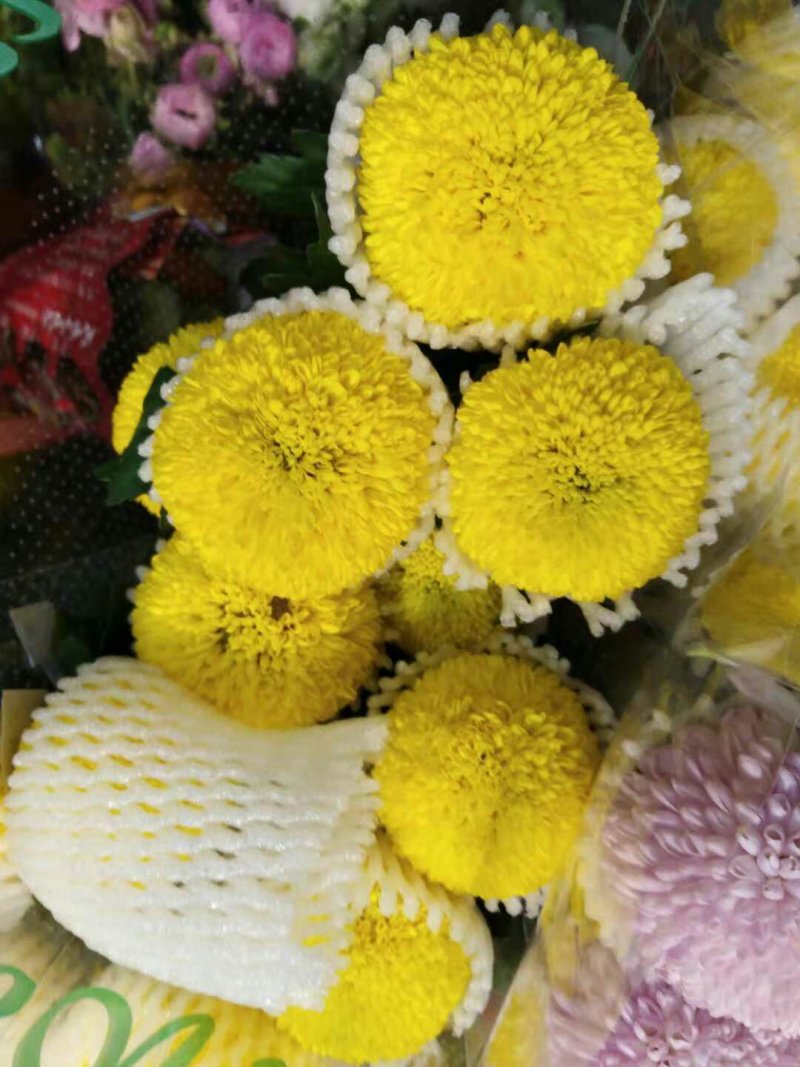 菊花苗