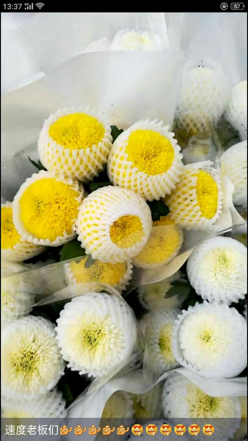 菊花苗