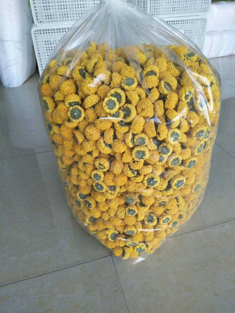 菊花苗