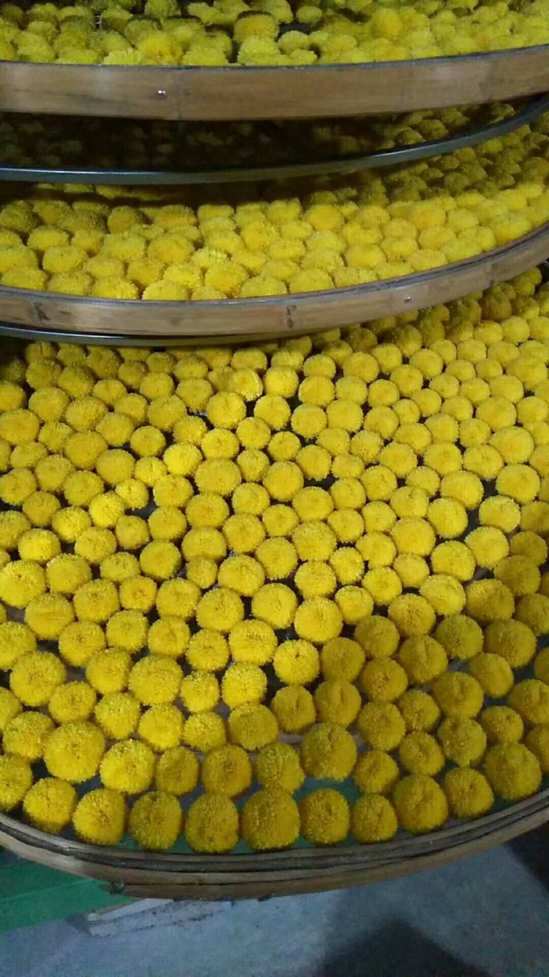 菊花苗