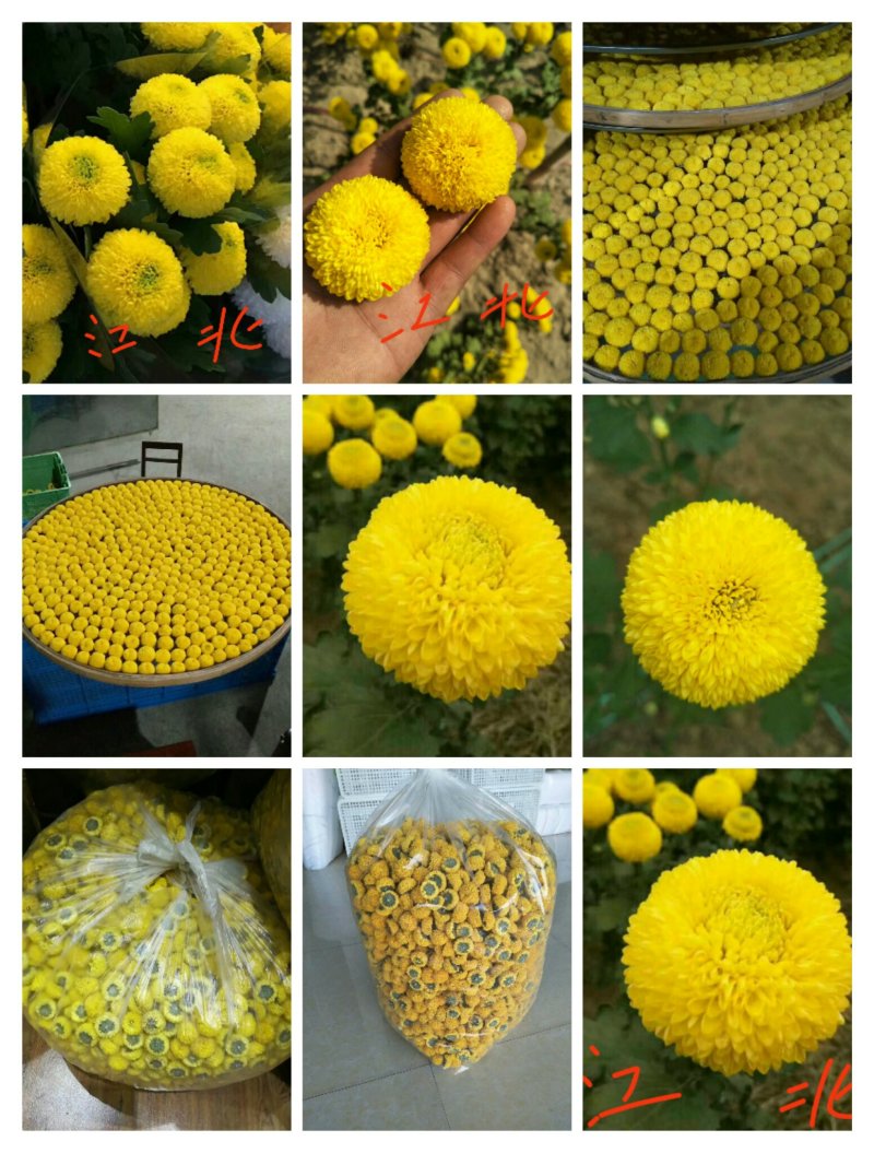 菊花苗