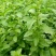 南方枸杞叶蔬菜野菜枸杞叶