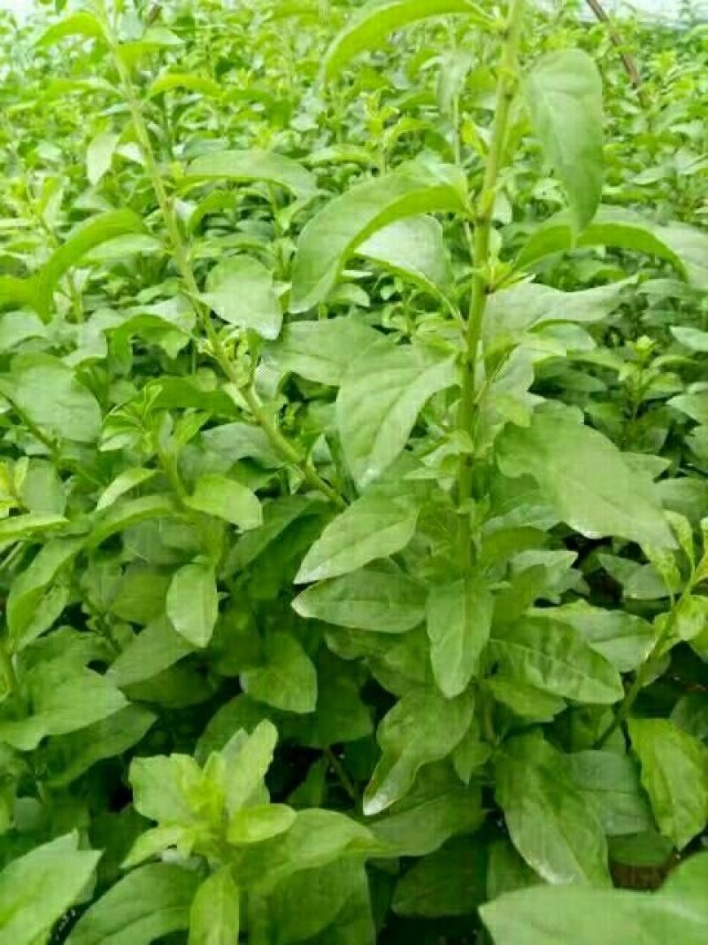 南方枸杞叶蔬菜野菜枸杞叶