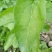 南方枸杞叶蔬菜野菜枸杞叶
