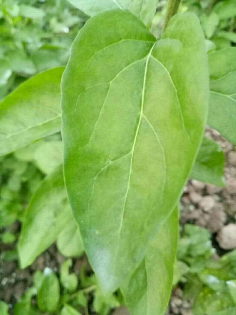 南方枸杞叶蔬菜野菜枸杞叶