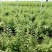 南方枸杞叶蔬菜野菜枸杞叶