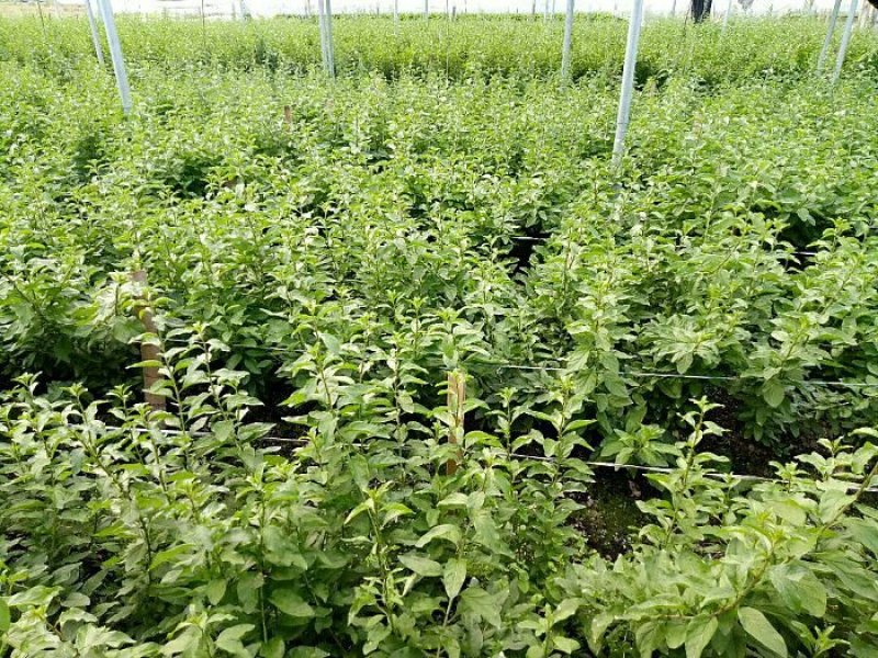 南方枸杞叶蔬菜野菜枸杞叶