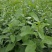 南方枸杞叶蔬菜野菜枸杞叶