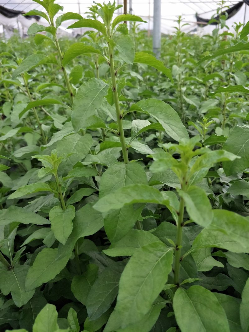 南方枸杞叶蔬菜野菜枸杞叶