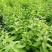 南方枸杞叶蔬菜野菜枸杞叶