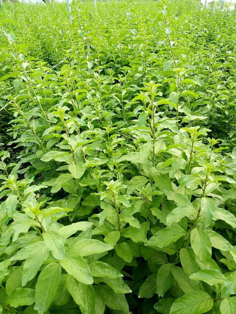 南方枸杞叶蔬菜野菜枸杞叶
