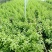 南方枸杞叶蔬菜野菜枸杞叶