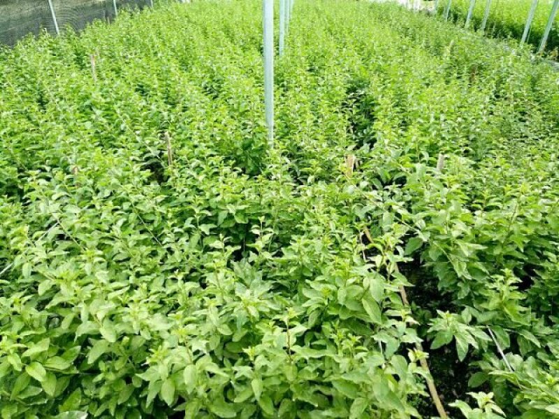 南方枸杞叶蔬菜野菜枸杞叶