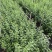 南方枸杞叶蔬菜野菜枸杞叶