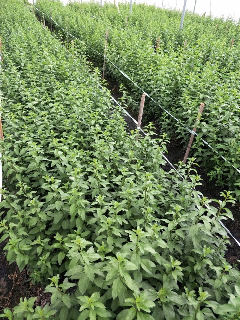 南方枸杞叶蔬菜野菜枸杞叶