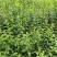 南方枸杞叶蔬菜野菜枸杞叶
