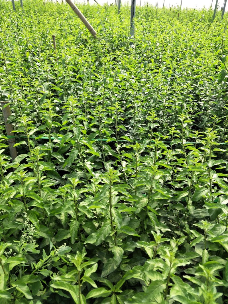 南方枸杞叶蔬菜野菜枸杞叶