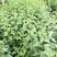 南方枸杞叶蔬菜野菜枸杞叶