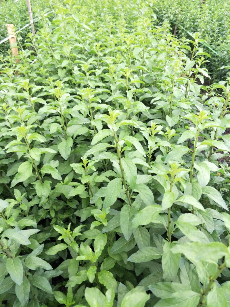 南方枸杞叶蔬菜野菜枸杞叶