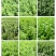 枸杞叶茶保健茶南方枸杞枸杞叶