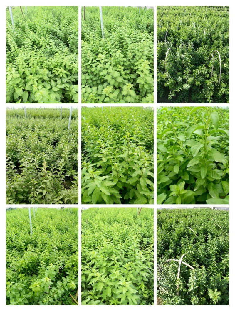 枸杞叶茶保健茶南方枸杞枸杞叶