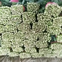 精品菠菜
