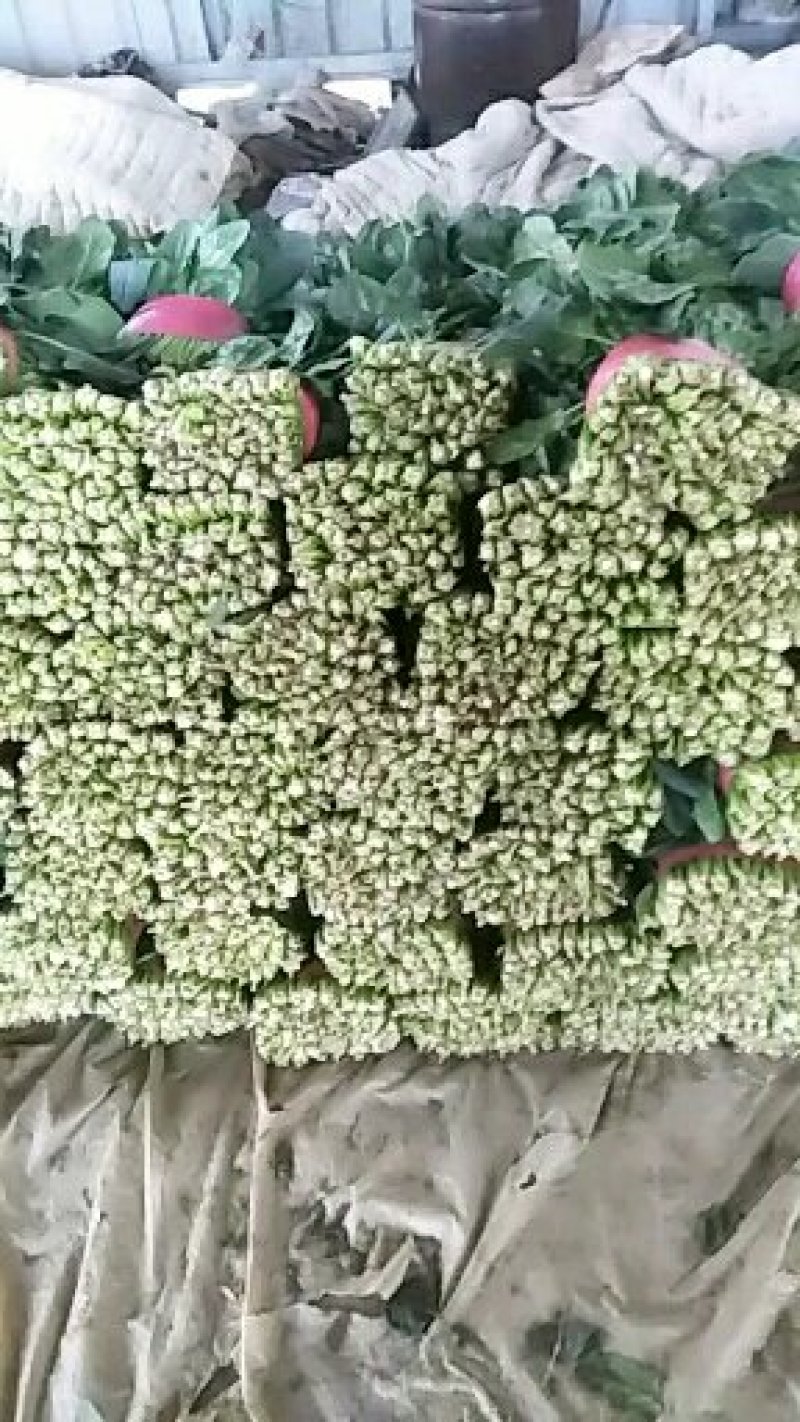 精品菠菜
