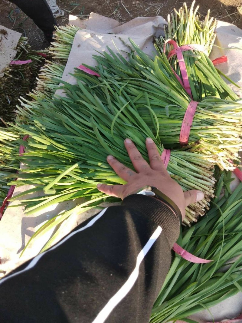 韭菜