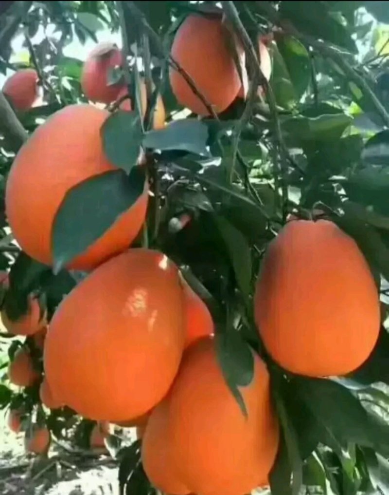 脐橙纽荷尔长虹中华红血橙产地现摘现发大量供应