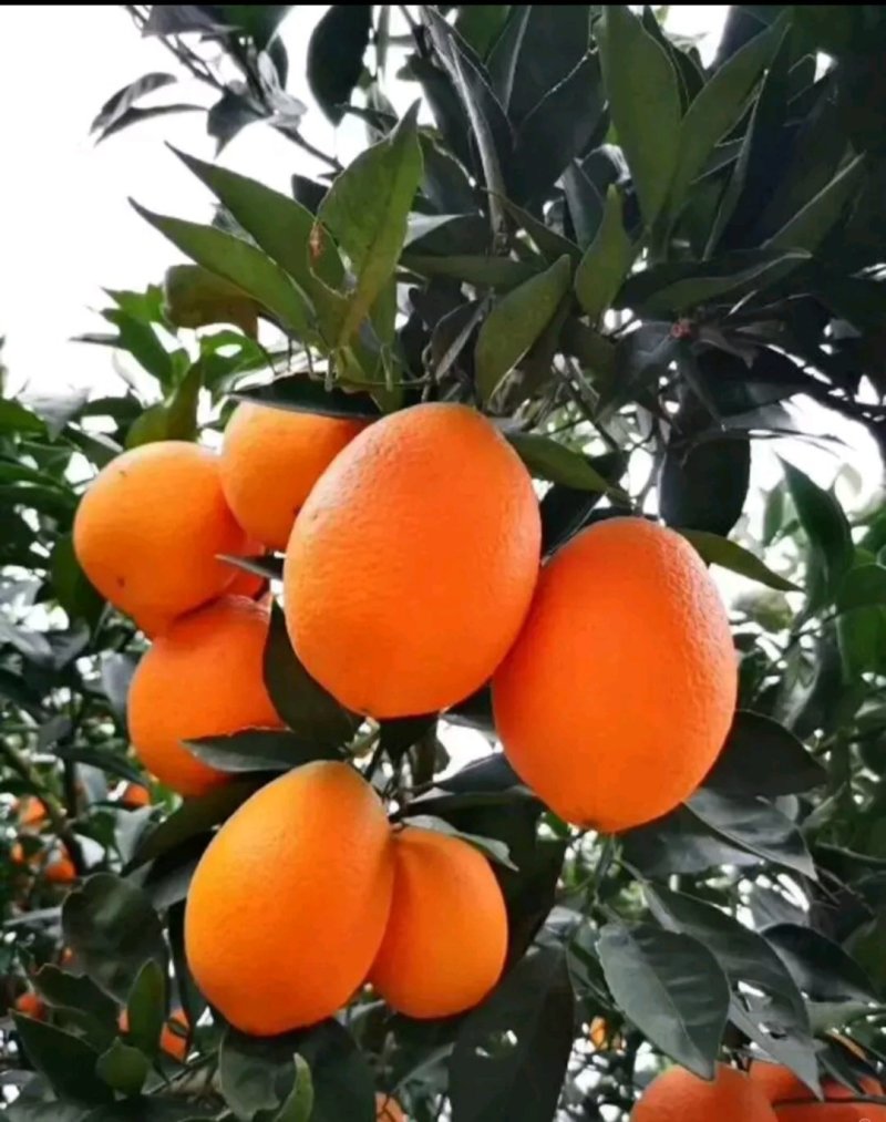 脐橙纽荷尔长虹中华红血橙产地现摘现发大量供应