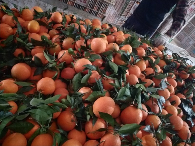 脐橙纽荷尔长虹中华红血橙产地现摘现发大量供应