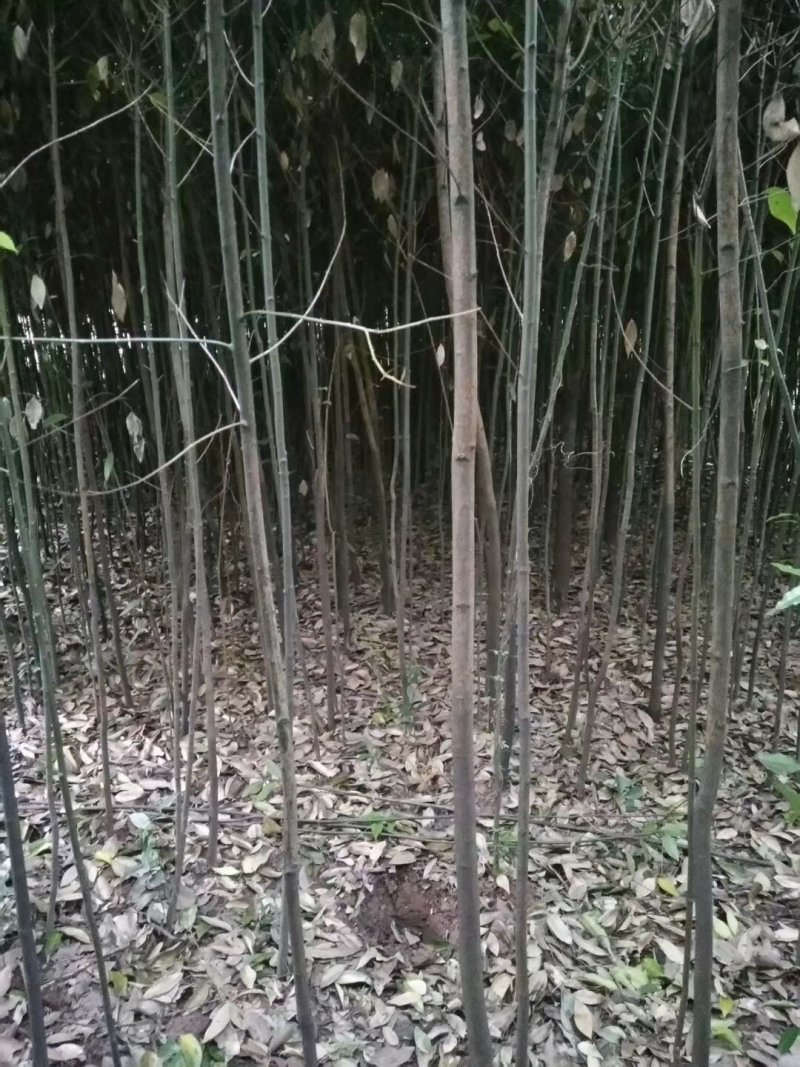 天竺桂