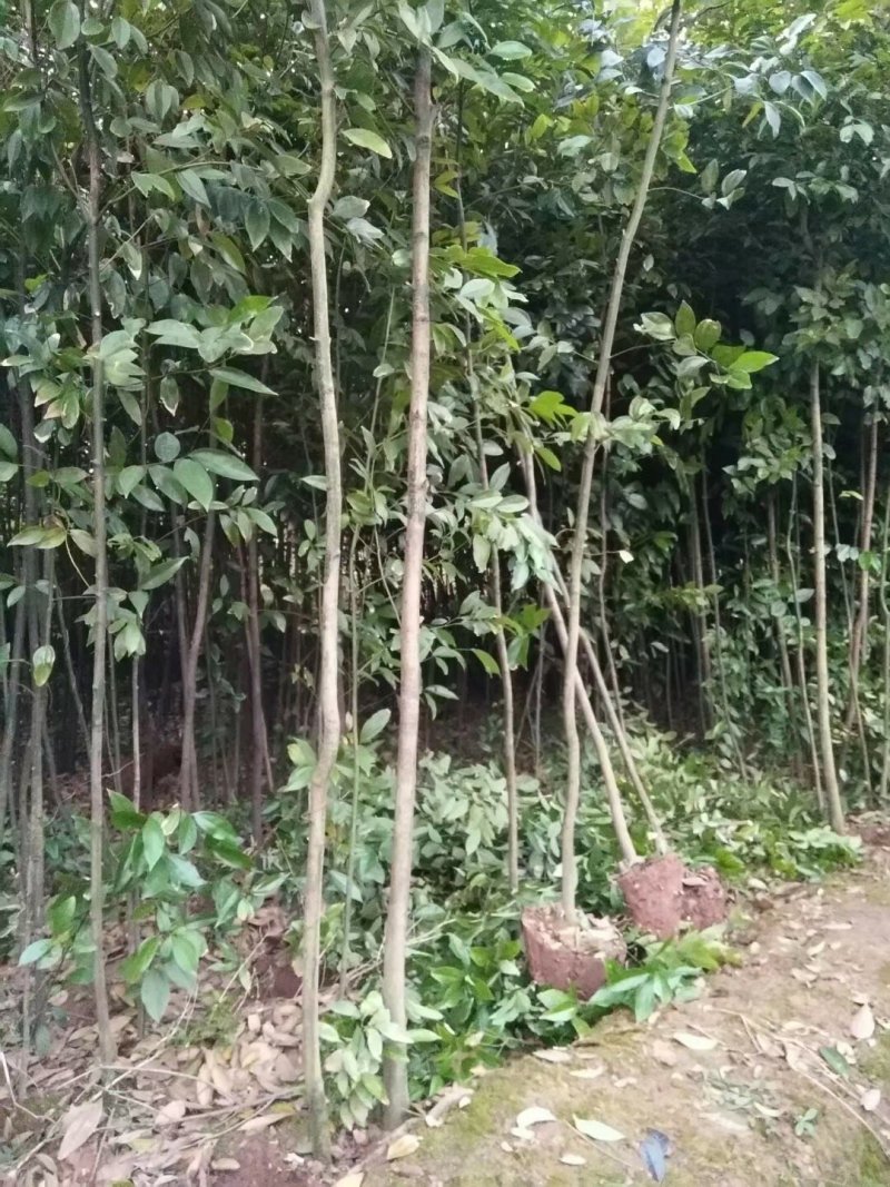 天竺桂