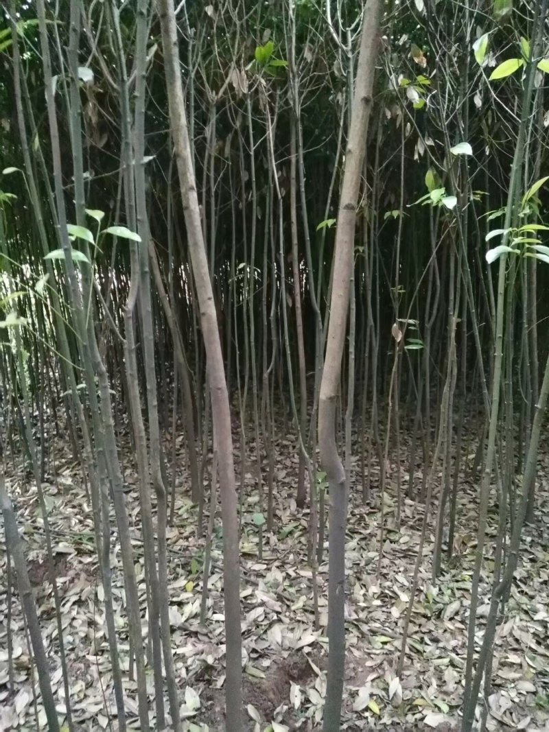 天竺桂