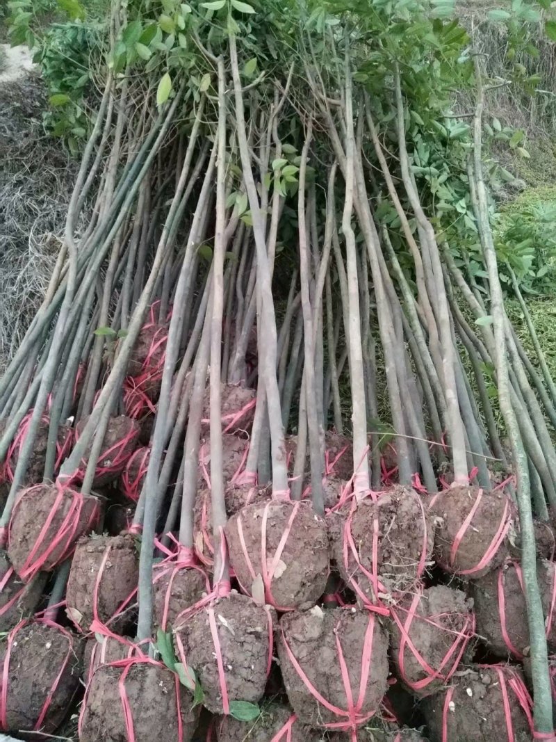 天竺桂