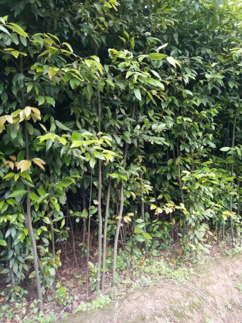 天竺桂