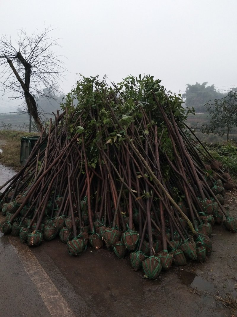 天竺桂