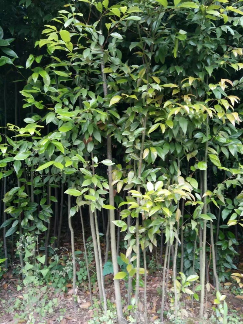 天竺桂