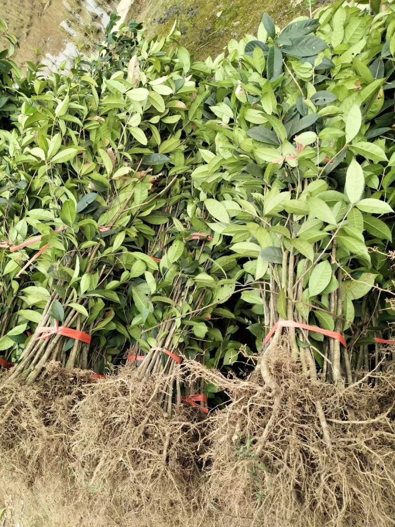 桂花苗