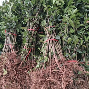 桂花苗