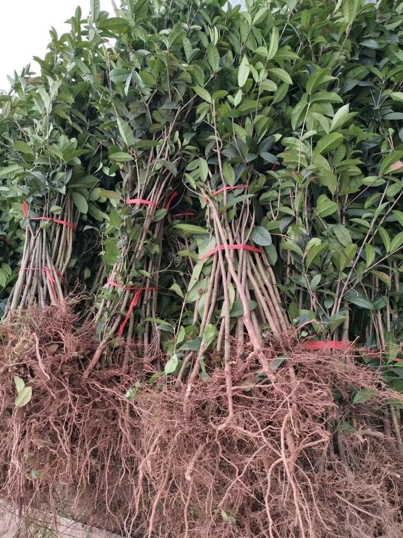 桂花苗