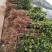 桂花苗