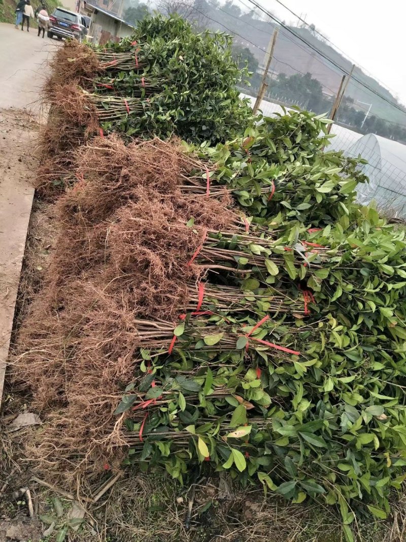 桂花苗