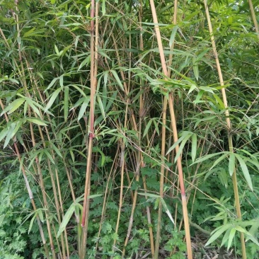 小琴丝竹