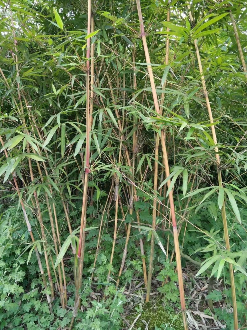 小琴丝竹