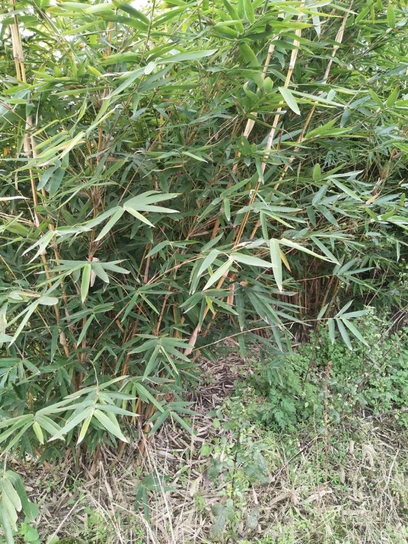 小琴丝竹