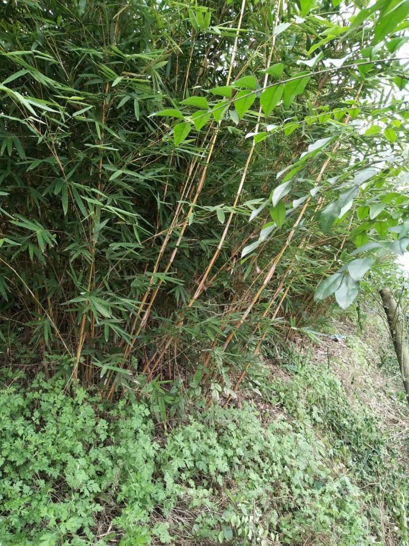 小琴丝竹