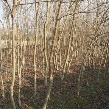 河南乌桕树，潢川乌桕苗圃场直销，数量多，品种全。
