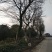 河南乌桕树，潢川乌桕苗圃场直销，数量多，品种全。