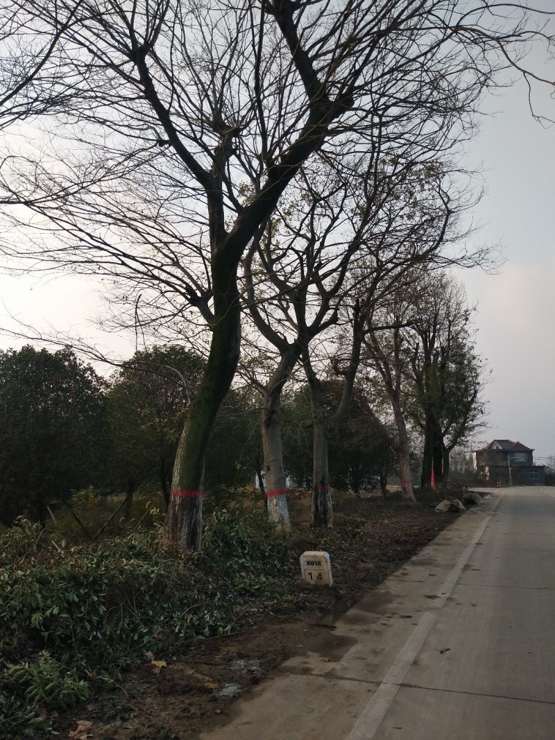 河南乌桕树，潢川乌桕苗圃场直销，数量多，品种全。